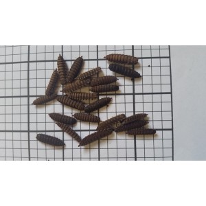 Calci Worms (Qty of 250)